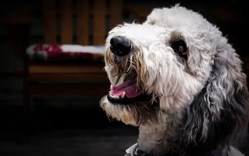 Springerdoodle Dog Breed Information