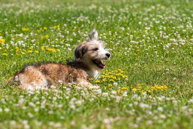 Corgipoo