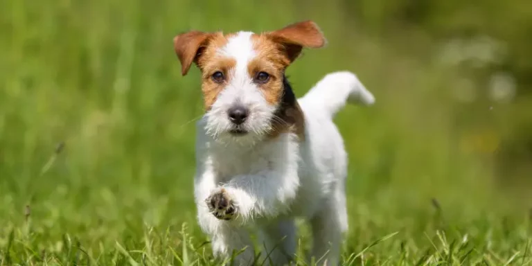 Jack Russell Terrier