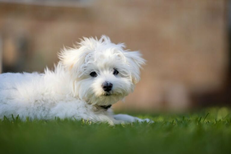 Maltipoo