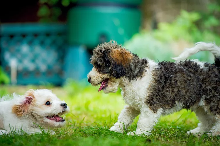 Cavachon