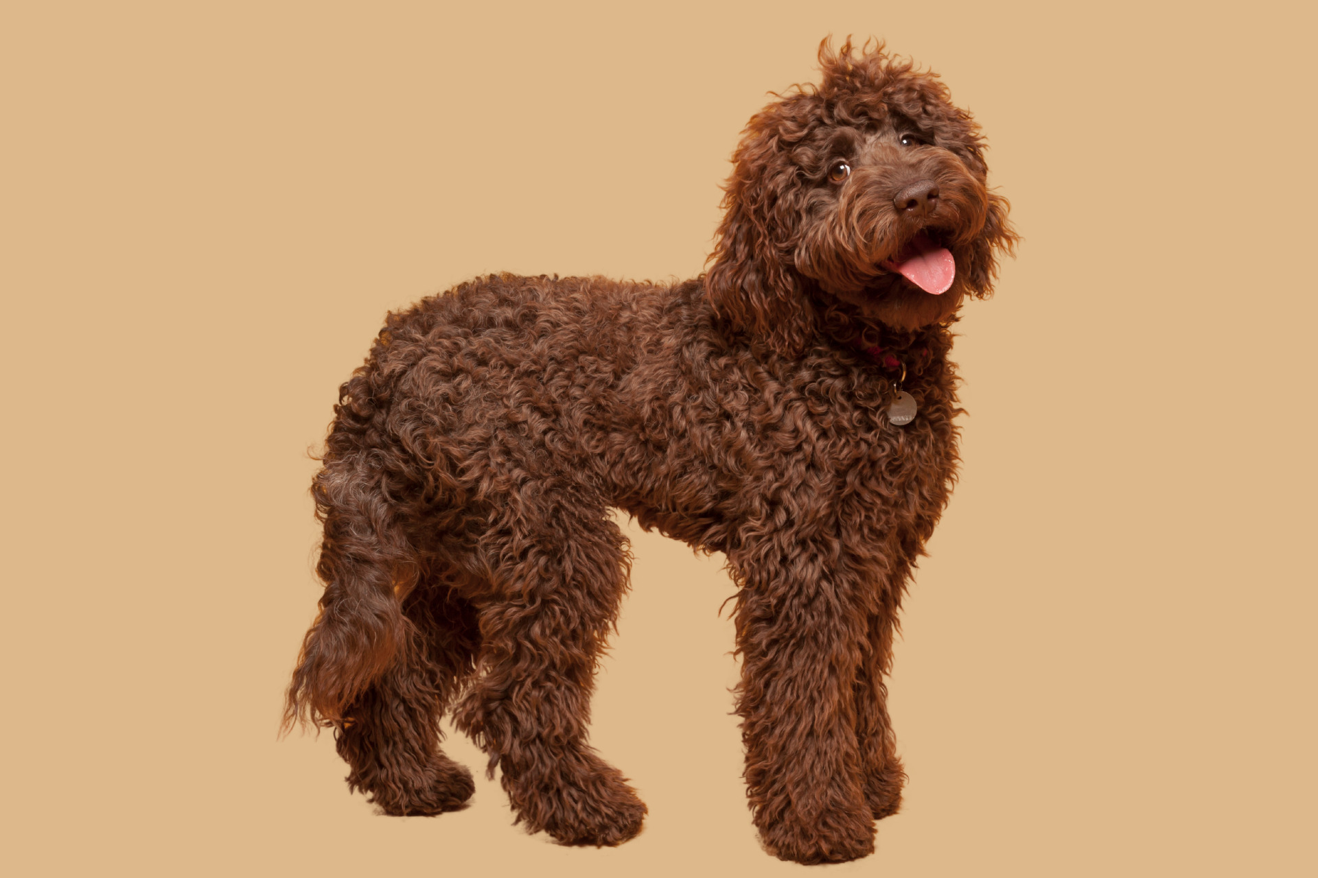 Chocolate Labradoodle  Chocolate Labradoodle