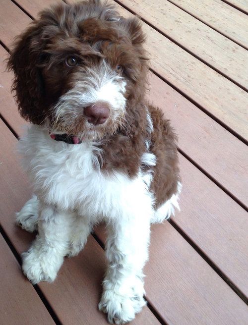 Springerdoodle Dog Breed Information