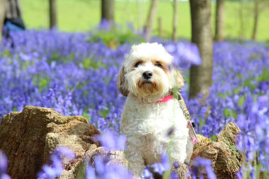 Cavachon