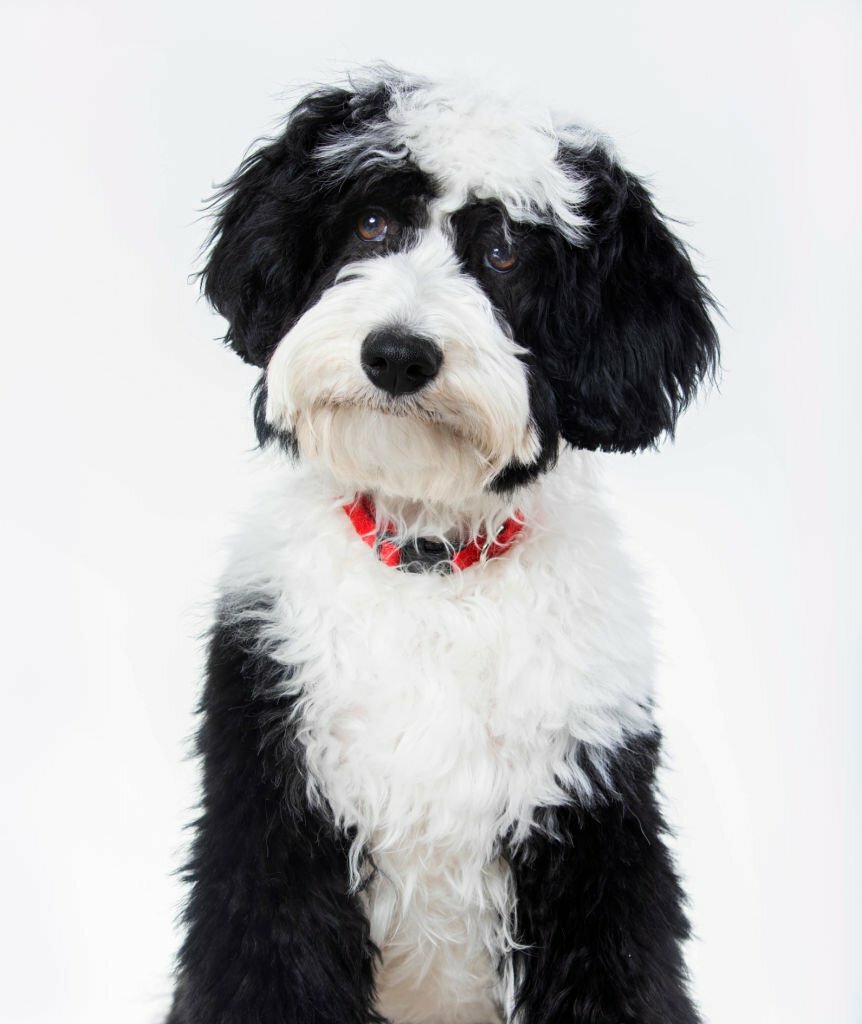 Red and White Bernedoodle