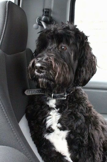 Springerdoodle Dog Breed Information