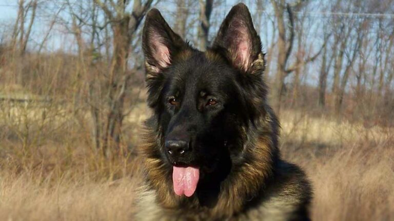 King Shepherd
