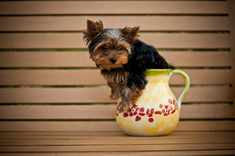 Teacup Morkie