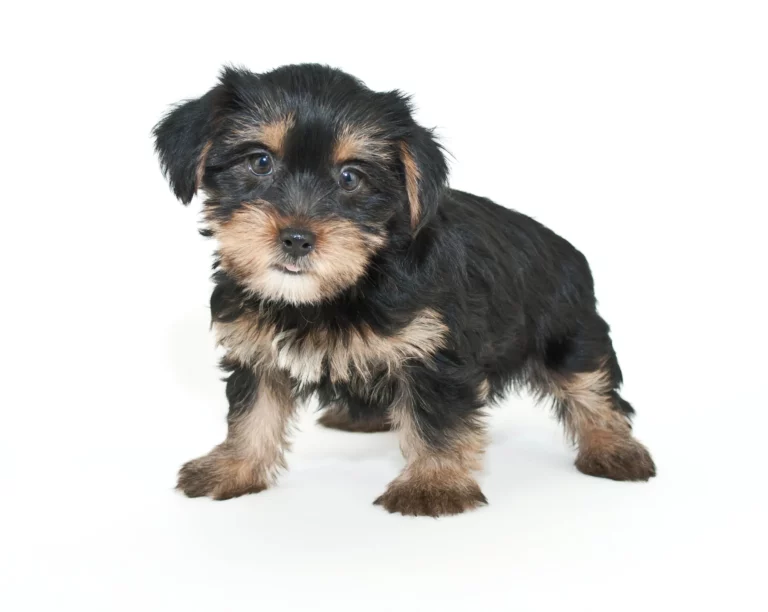 Morkie