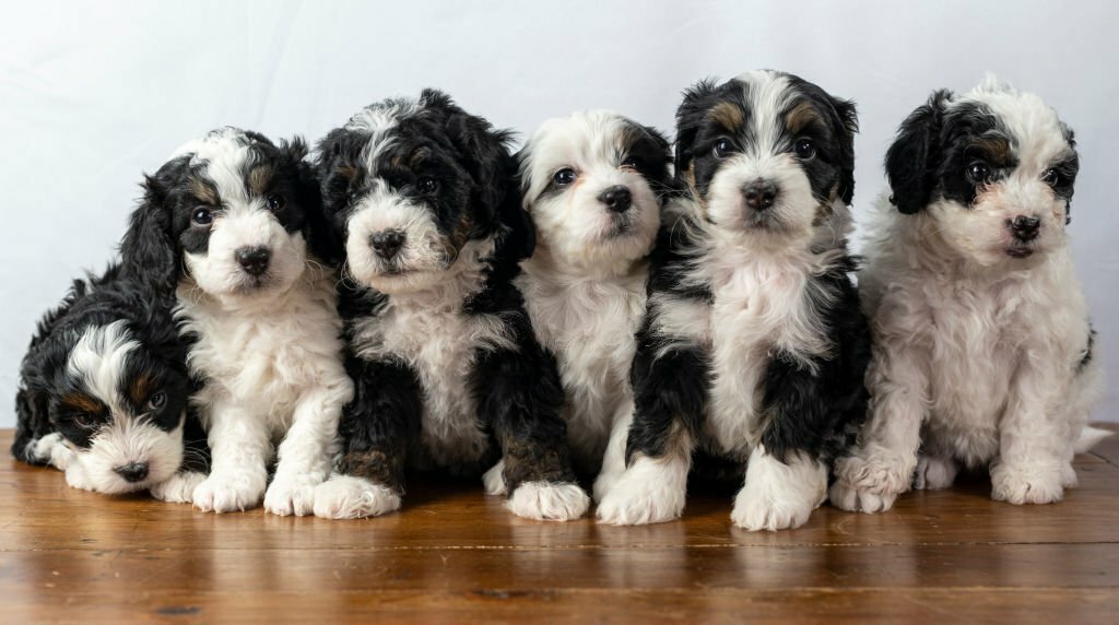 Red and White Bernedoodle