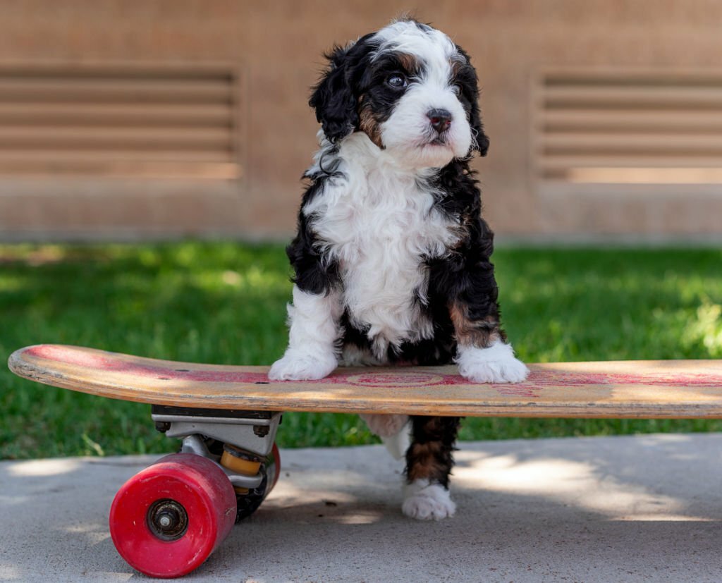 Red and White Bernedoodle