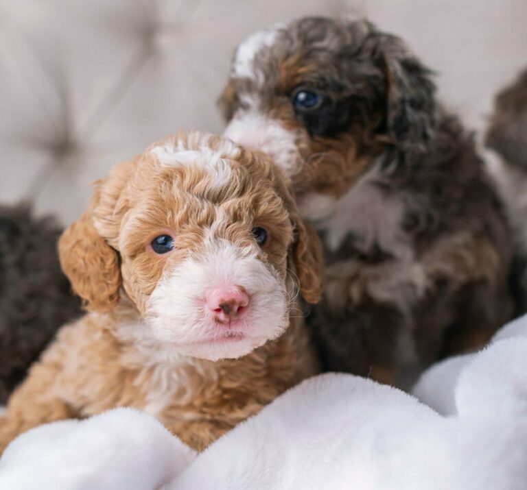 Red and White Bernedoodle