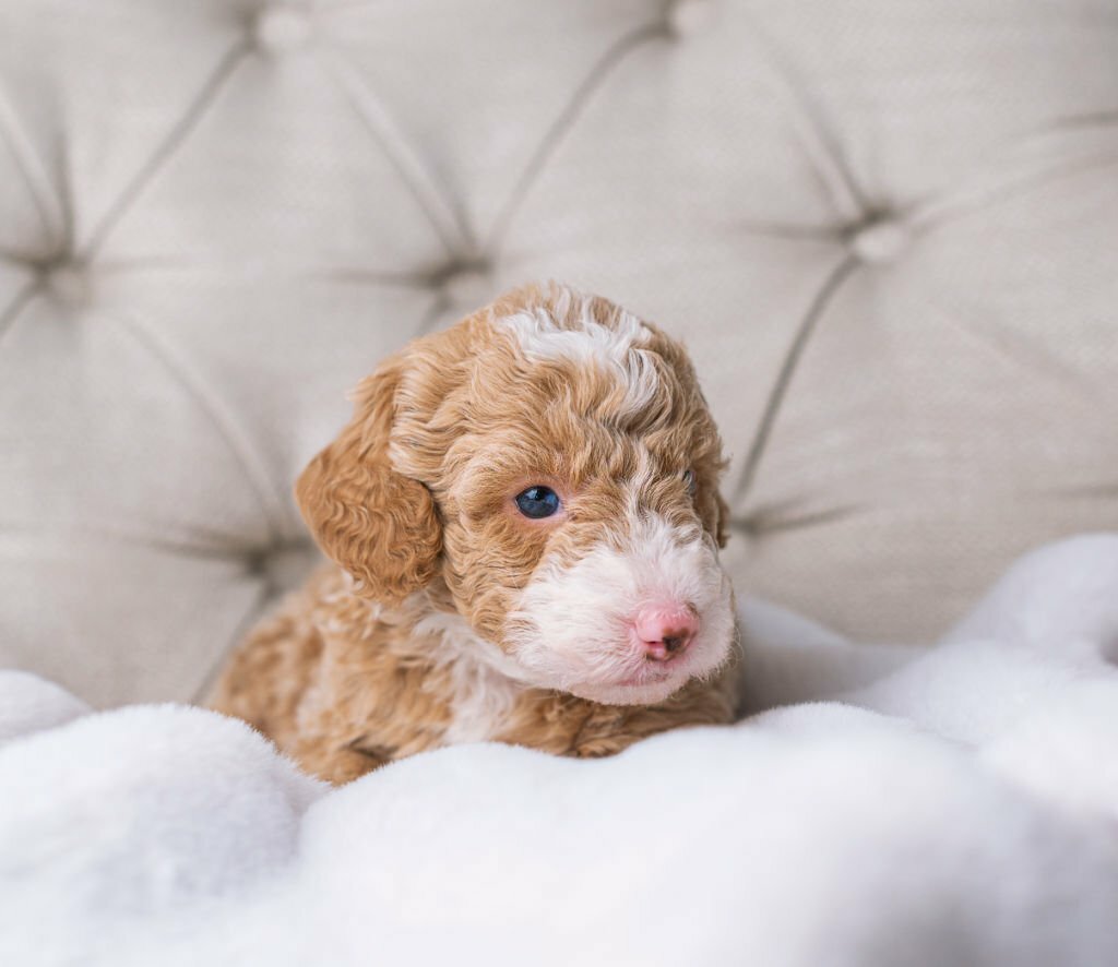 Red and White Bernedoodle