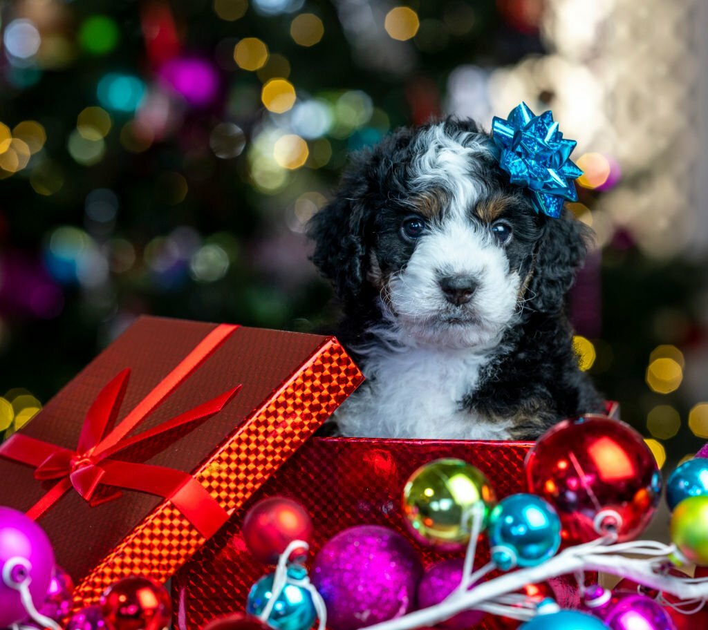 Red and White Bernedoodle