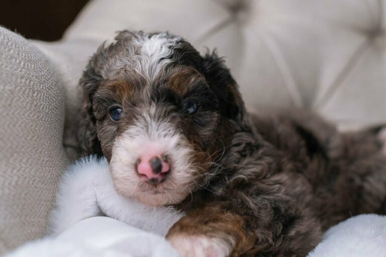 Merle Tri-color Bernedoodles