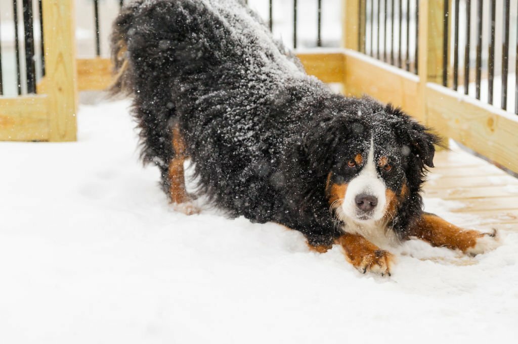Red and White Bernedoodle