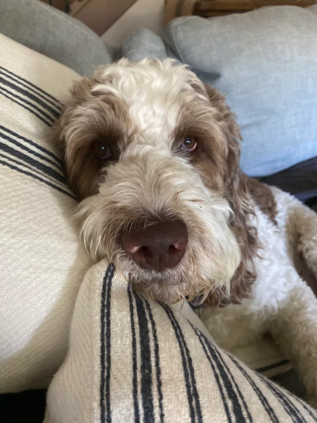 Springerdoodle Dog Breed Information
