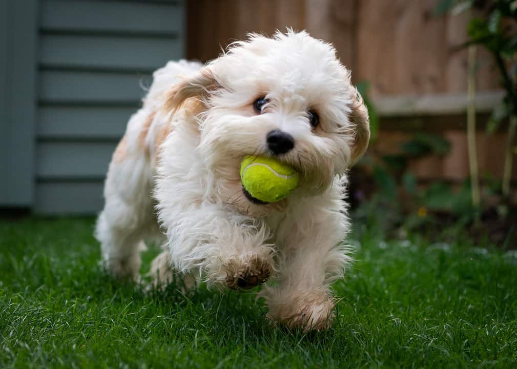 Cavachon