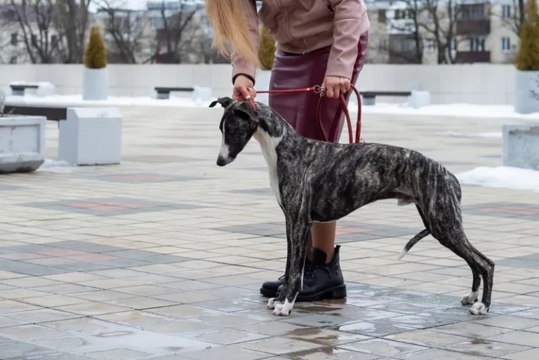 Whippet Dog