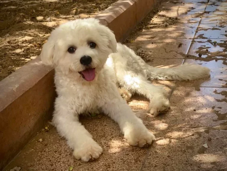 Malshipoo
