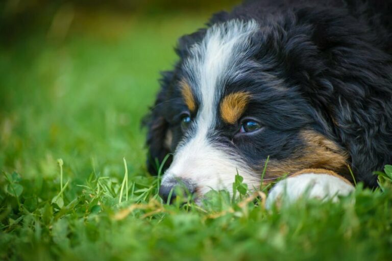 Mini Bernedoodle