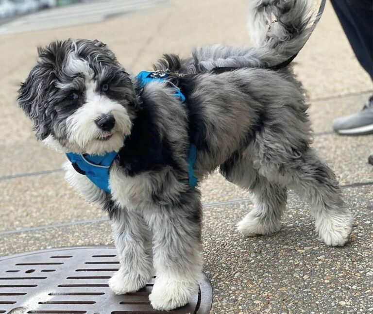 Bordoodle