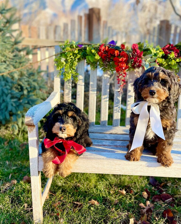 Australian Bernedoodle