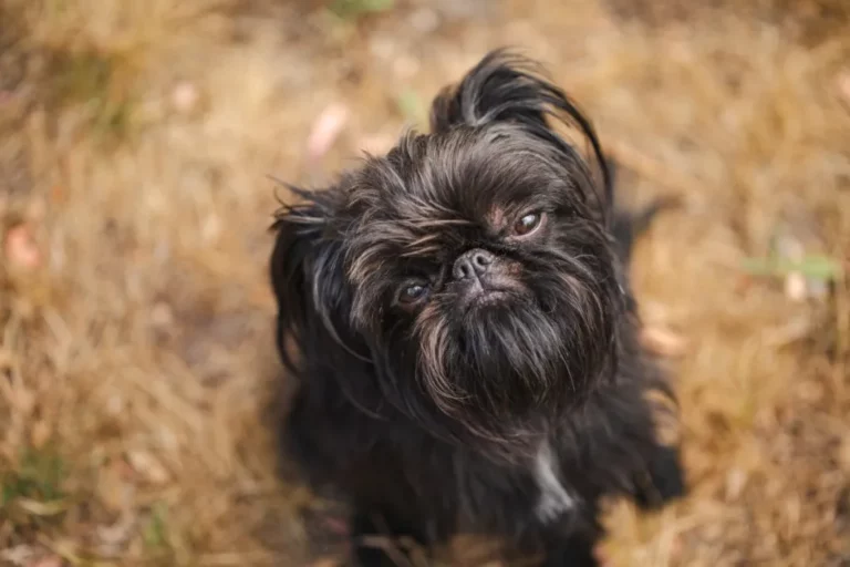 Brussels Griffon