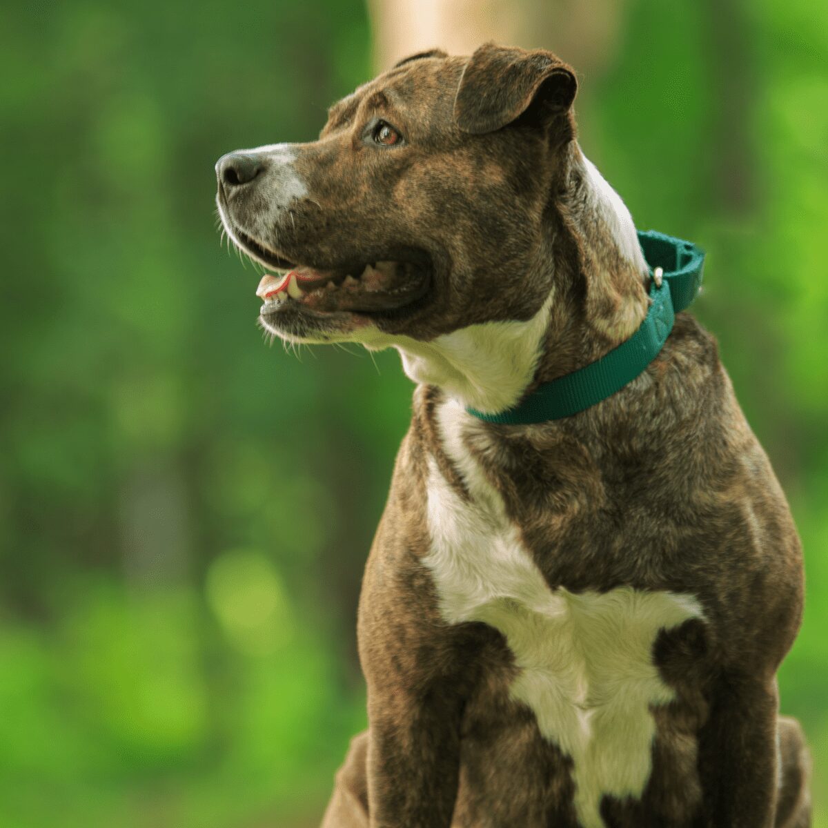 Plott Hound Dog Breed Information - American Kennel Club