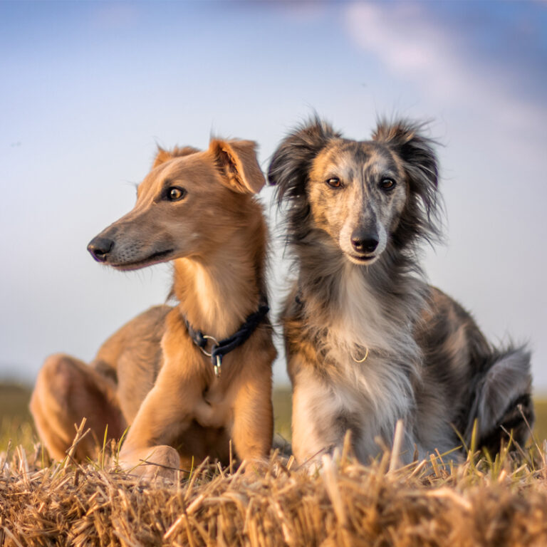 Silken Windhound