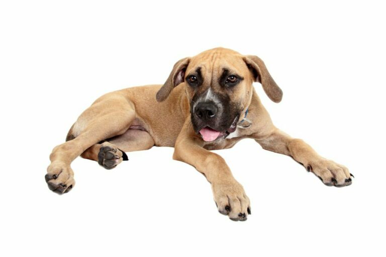 Black Mouth Cur
