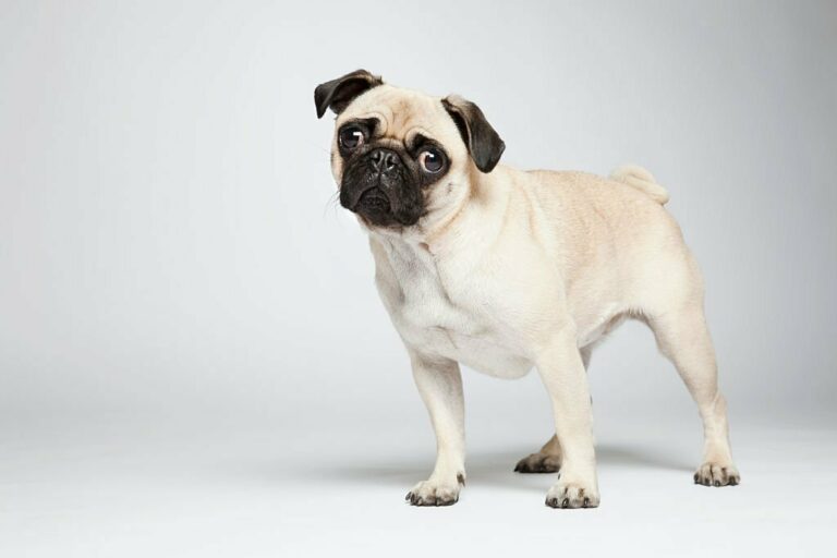 Pug