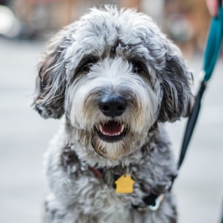 Aussiedoodle