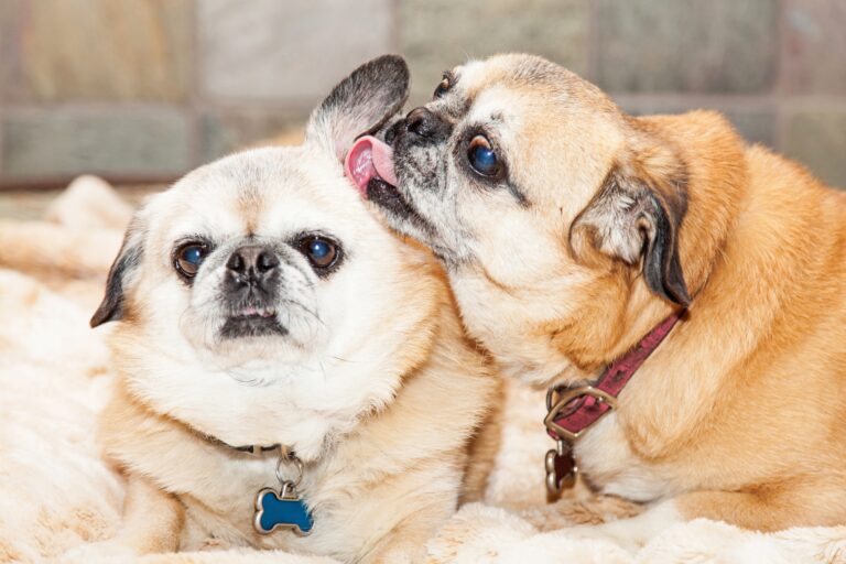 Puginese