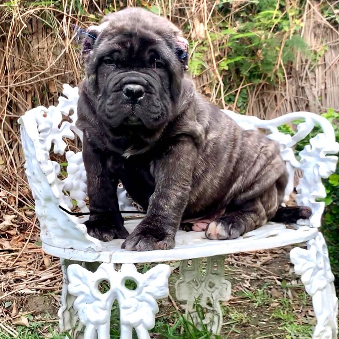 American Molossus Dog Breed Information, Characteristics, Pictures