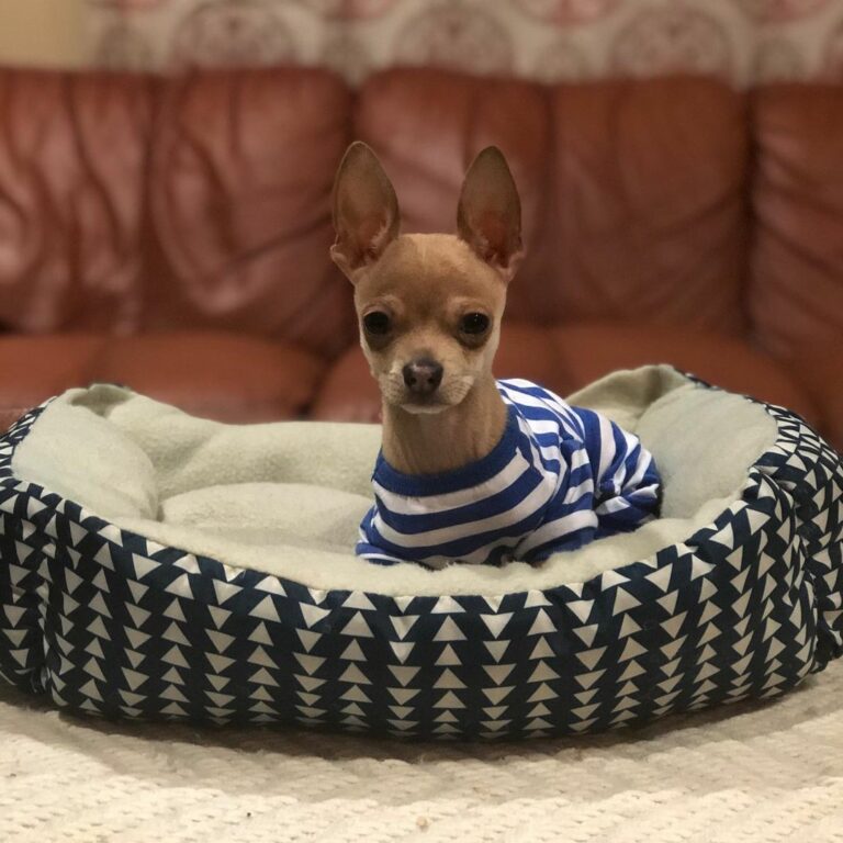 French Bullhuahua