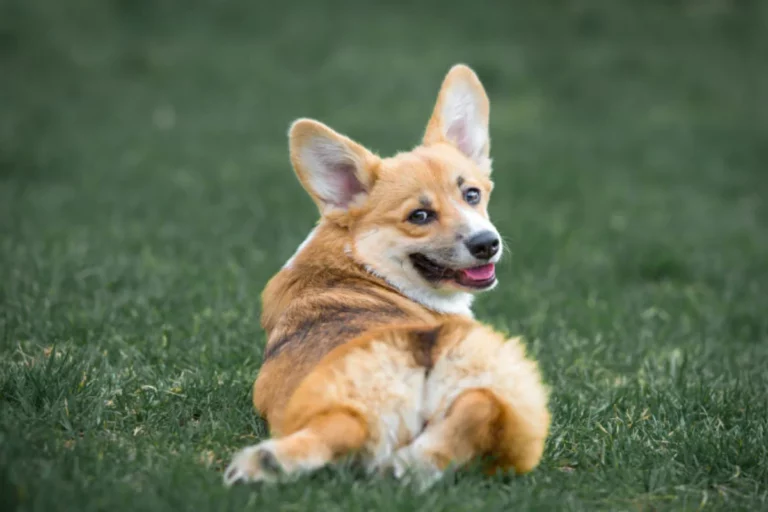 Pembroke Welsh Corgi