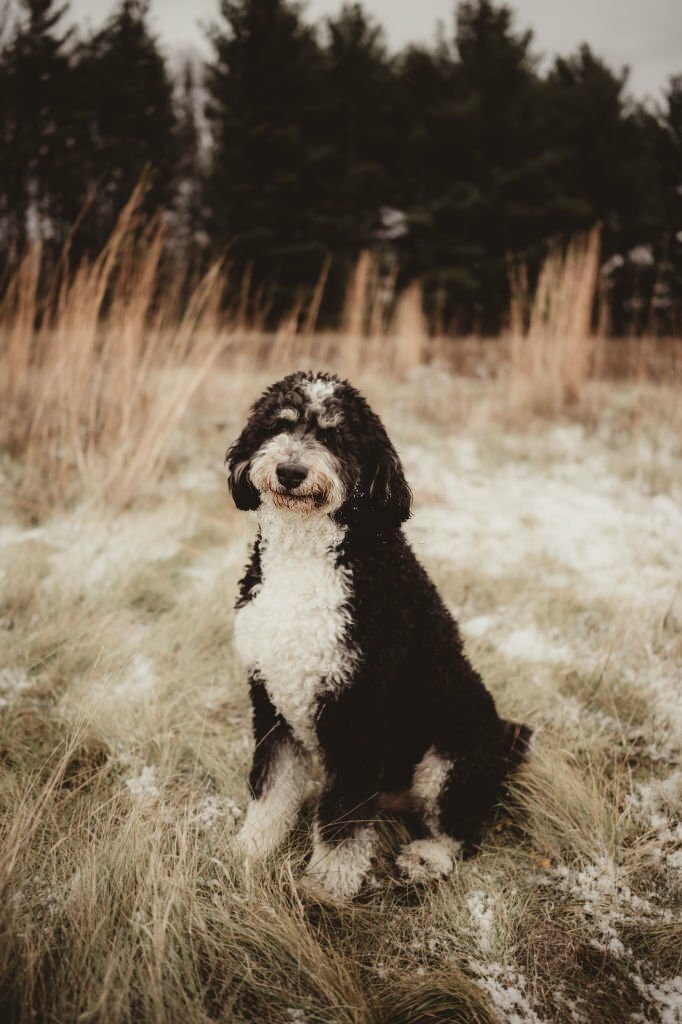 Red and White Bernedoodle