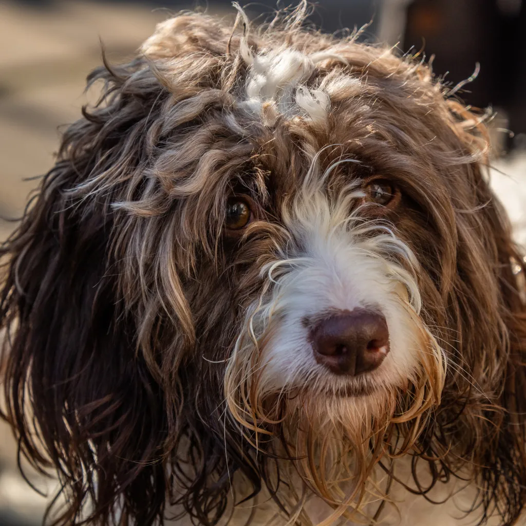 Springerdoodle Dog Breed Information