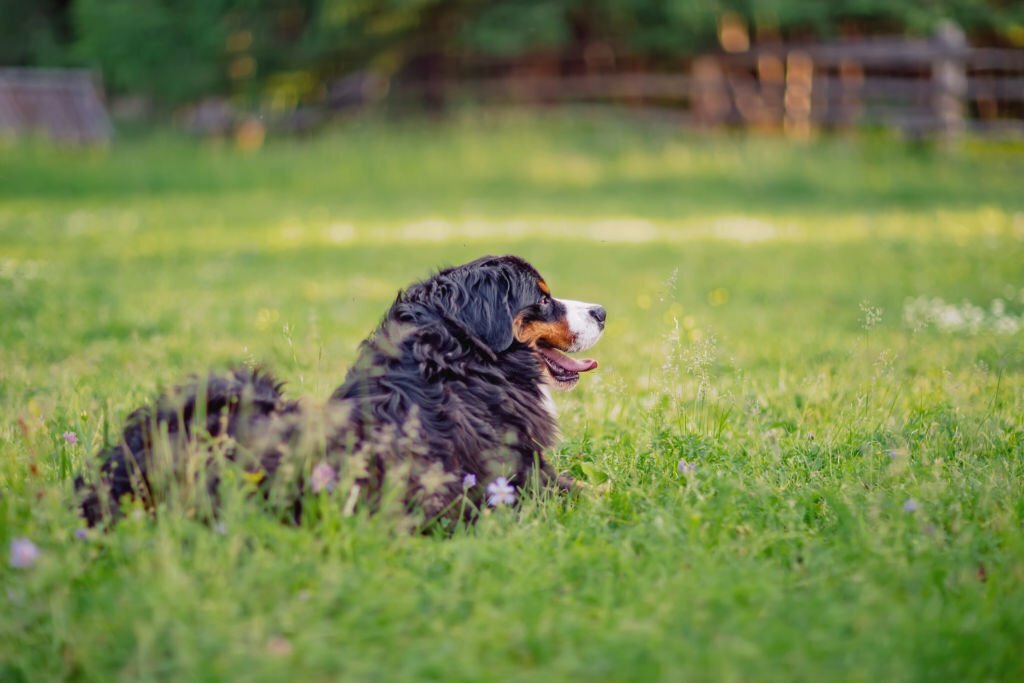 Red and White Bernedoodle