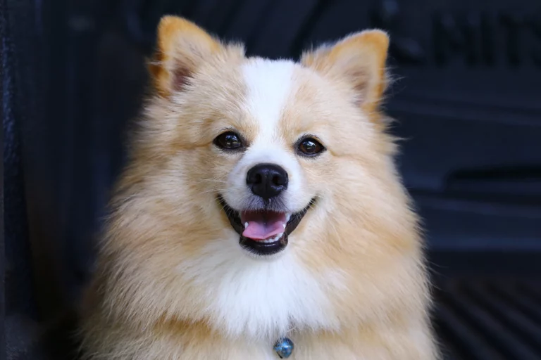 Pomchi
