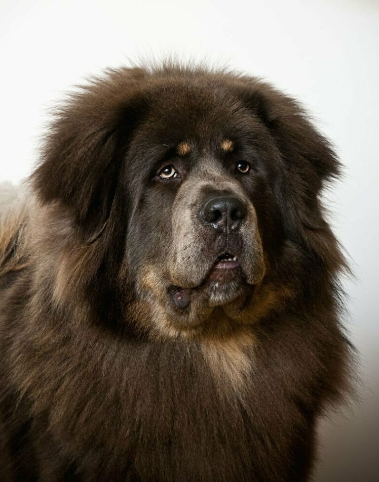 Tibetan Mastiff