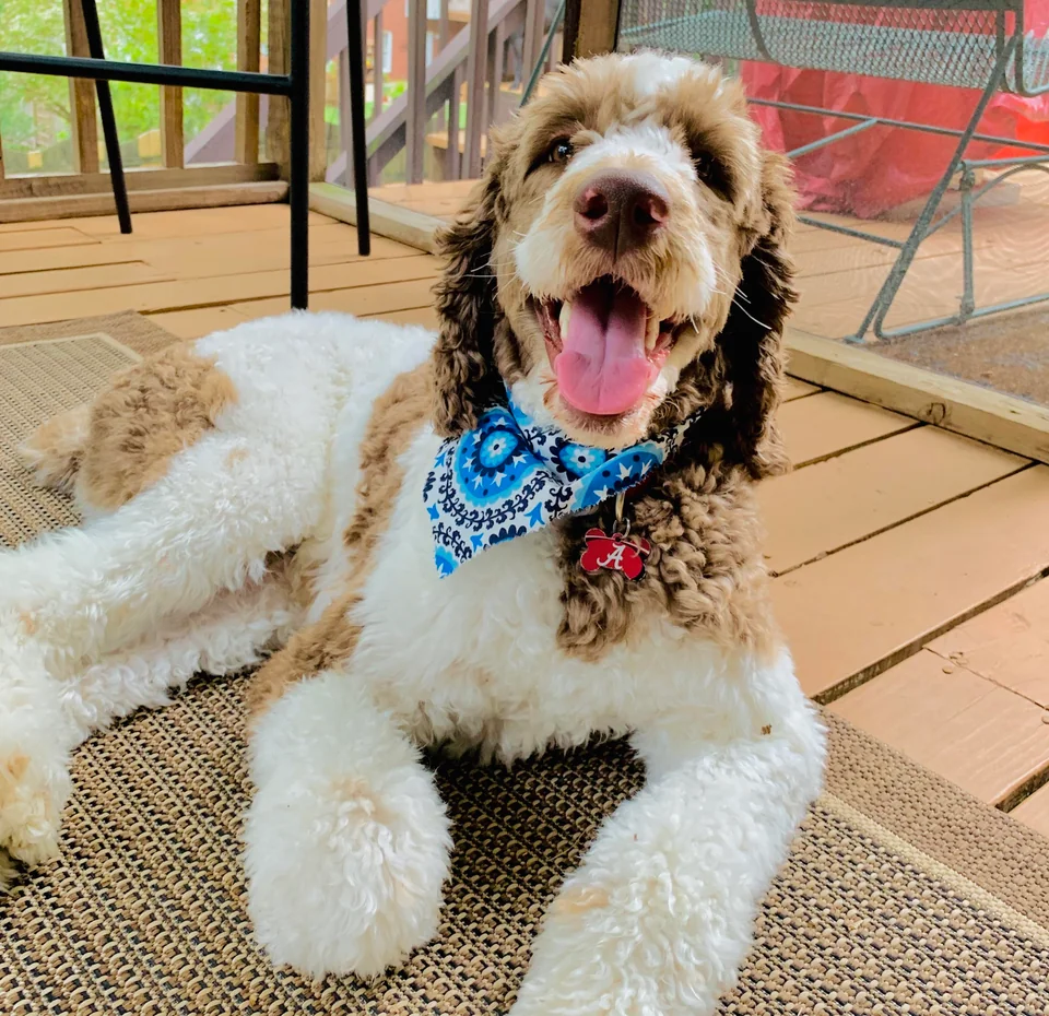 Springerdoodle Dog Breed Information