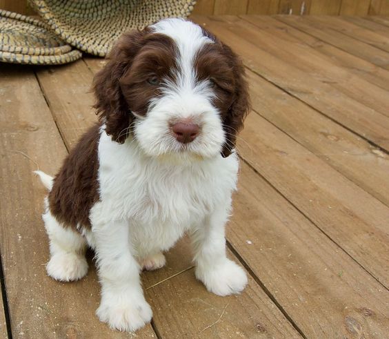 Springerdoodle Dog Breed Information