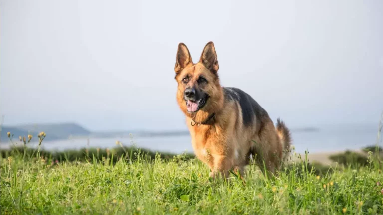 German Shepherd