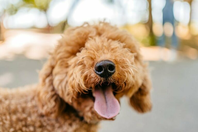 Goldendoodle
