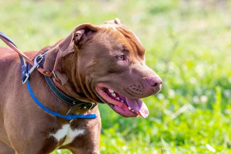American Pit Corso