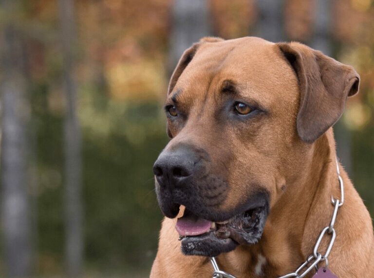 Mastador