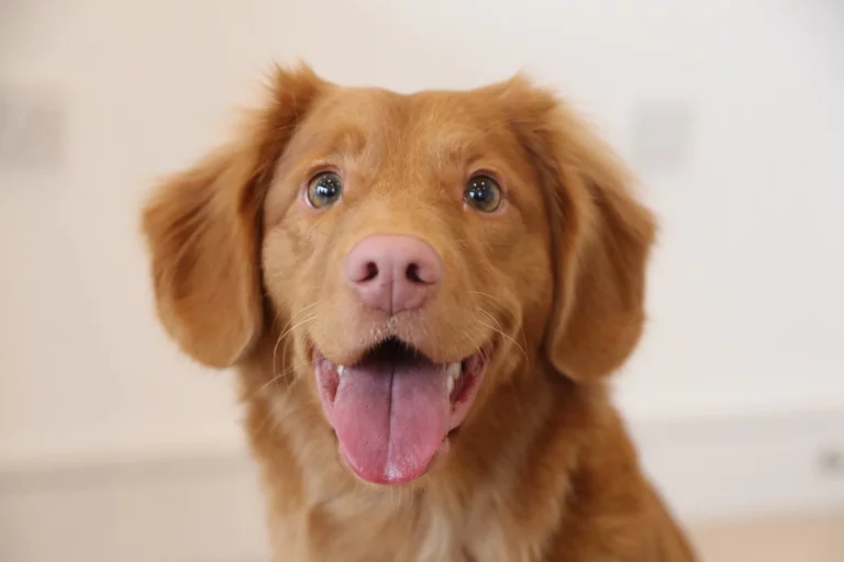 Nova Scotia Duck Tolling Retriever