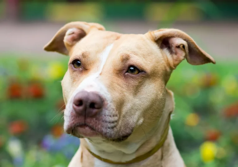 American Pitbull Terrier